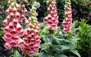 Digitalis x mertonensis P 11