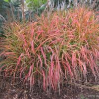 Miscanthus sinensis Burgunder P13