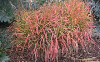 Miscanthus sinensis Burgunder P13
