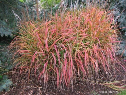 Miscanthus sinensis Burgunder P13 - Obrázek 1