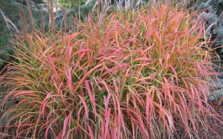 Miscanthus purpurascens P9
