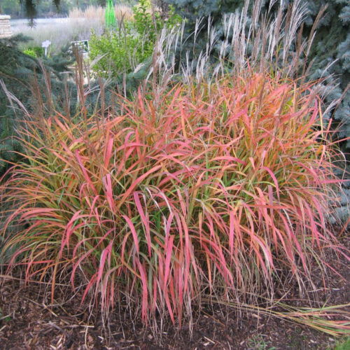 Miscanthus purpurascens P9 - Image 1