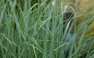Panicum virgatum Prairie Sky, h12