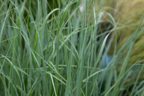 Panicum virgatum Prairie Sky, h12 - Obrázek 1