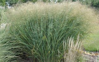 Panicum virgatum ´Cloud Nine´ h13