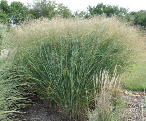 Panicum virgatum ´Cloud Nine´ h13 - Obrázek 1
