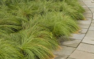 Sporobolus heterolepis h9