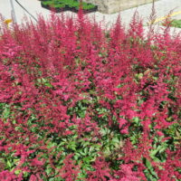 Astilbe arendsii 'Etna'