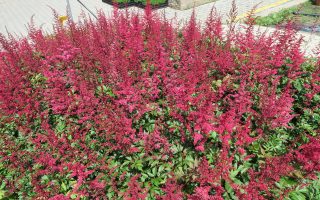 Astilbe arendsii 'Etna'