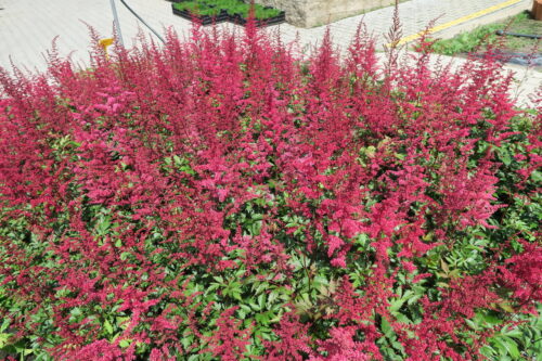 Astilbe arendsii 'Etna' - Obrázek 1