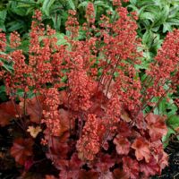 Heuchera dlužicha,  P12 Cherry Cola