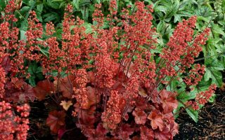 Heuchera dlužicha,  P12 Cherry Cola