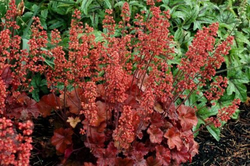 Heuchera dlužicha,  P12 Cherry Cola - Obrázek 1