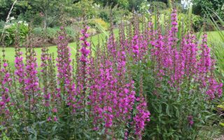 Lythrum salicaria 'Little Robert'