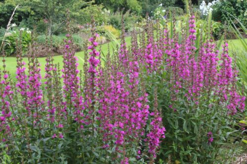 Lythrum salicaria 'Little Robert' - Obrázek 1