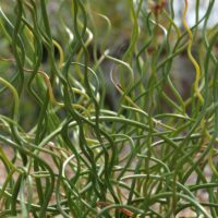 Juncus effusus ´Spiralis´ P9