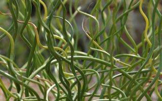 Juncus effusus ´Spiralis´ P9
