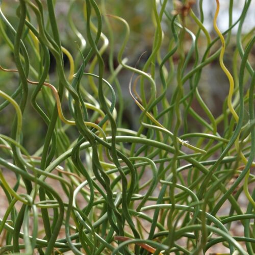 Juncus effusus ´Spiralis´ P9 - Image 1