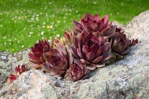 Sempervirum Netřesk, sukulentní rostl. , H9 - Obrázek 1