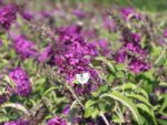 Buddleja davidii Buzz', C4L – balkon, terasa, v. 60–80 cm - Obrázek 6