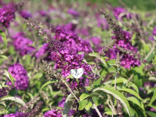 Buddleja davidii Buzz', C4L – balkon, terasa, v. 60–80 cm - Obrázek 6
