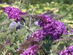 Buddleja davidii Buzz', C4L – balkon, terasa, v. 60–80 cm - Obrázek 5