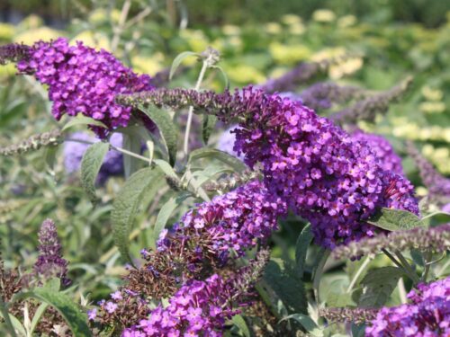 Buddleja davidii Buzz', C4L – balkon, terasa, v. 60–80 cm - Obrázek 5