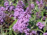 Buddleja davidii Buzz', C4L – balkon, terasa, v. 60–80 cm - Obrázek 4