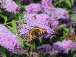 Buddleja davidii Buzz', C4L – balkon, terasa, v. 60–80 cm - Obrázek 3