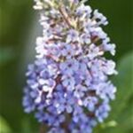 Buddleja davidii Buzz', C4L – balkon, terasa, v. 60–80 cm - Obrázek 2