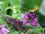 Buddleja davidii Buzz', C4L – balkon, terasa, v. 60–80 cm