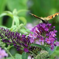 Buddleja davidii Buzz', C4L – balkon, terasa, v. 60–80 cm