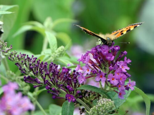 Buddleja davidii Buzz', C4L – balkon, terasa, v. 60–80 cm - Obrázek 1