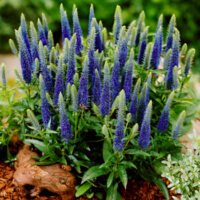 Veronica porphyriana h9