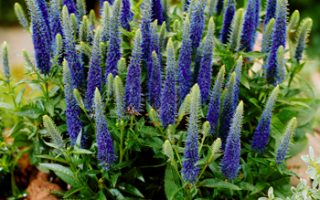Veronica porphyriana h9