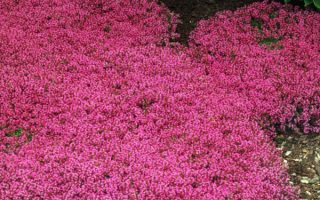 Thymus praecox Coccineus h9