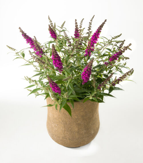 Buddleja davidii Summer Teens, C3L - Obrázek 8
