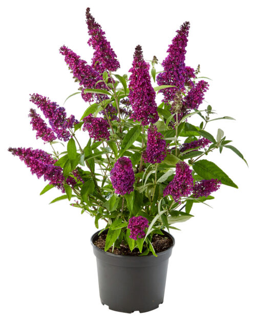 Buddleja davidii Summer Teens, C3L - Obrázek 7