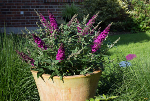 Buddleja davidii Summer Teens, C3L - Obrázek 6