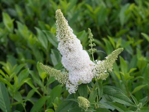 Buddleja davidii Summer Teens, C3L - Obrázek 4