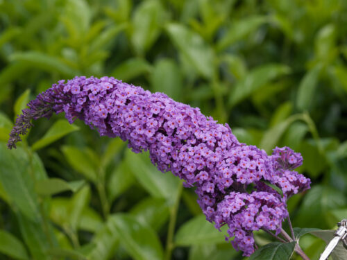 Buddleja davidii Summer Teens, C3L - Obrázek 3