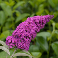 Buddleja davidii Summer Teens, C3L
