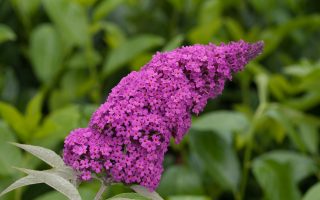 Buddleja davidii Summer Teens, C3L