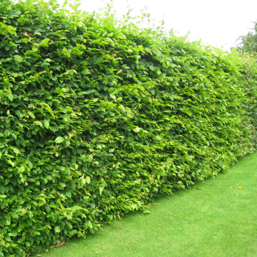 Carpinus betulus - Obrázek 2