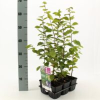 Carpinus betulus