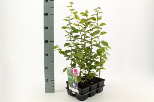 Carpinus betulus - Obrázek 1