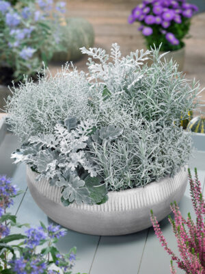 Calocephalus brownii