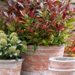 Leucothoe axillaris 'Zeblid'® - Obrázek 2