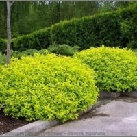 SPIRAEA JAPONICA 'Golden Princess'
