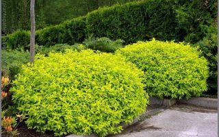 SPIRAEA JAPONICA 'Golden Princess'